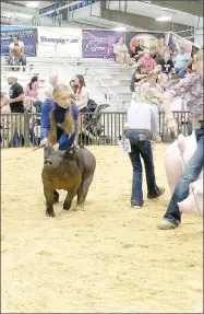  ??  ?? Farmington FFA member Chloie Thomas is showing her crossbred at the National Junior Swine Associatio­n Southwest Regional in Woodward, Okla.