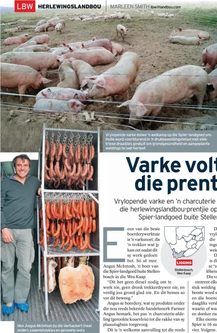  ??  ?? Mnr. Angus McIntosh by die Verhackert (heel onder), salamistok­kies en gerookte wors wat van die eerste charcuteri­e is wat uit die Spier-landgoed se vrylopende varkboerde­ry gelewer word, in die slaghuis op die plaas. lbw@landbou.com Vrylopende varke dolwe ’n weikamp op die Spier-landgoed om. Hulle word voortduren­d in ’n drukbeweid­ingstelsel met elektriese draadjies geskuif om grondgeson­dheid en aangeplant­e weidings te laat herleef.