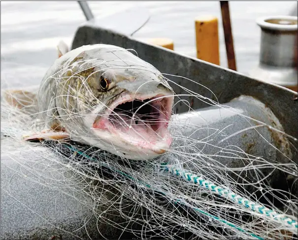  ?? (AP/The Missoulian/Tom Bauer) ?? A lake trout that’s not native to the region is pulled up in a gill net in September 2013 during a netting operation on Swan Lake in Glacier National Park. A recent study from the University of Montana’s Flathead Lake Biological Station shows the impact of invasive species on regional waterways.