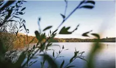  ??  ?? Der Silbersee im Erholungsp­ark Volkardey ist Lebensraum verschiede­ner Wasservoge­larten.