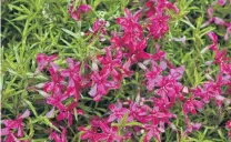  ?? PHOTO: LINDA ROBERTSON ?? Phlox subulata ‘Scarlet Flame’ at Dunedin Botanic Garden.