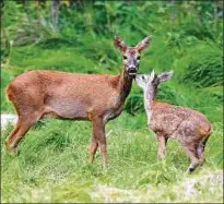  ??  ?? Auch wenn die Jagdzeit wieder beginnt: Eine Ricke mit Kitz ist für jeden verantwort­ungsvollen Waidmann tabu. Foto: Andreas Knoll