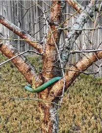  ?? Courtesy photo ?? This peach tree appears to give a good, open angle at removing the one branch growing straight up.