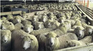  ?? PHOTO: ODT FILES ?? Ready for shearing . . . New uses are being investigat­ed for coarse wool.