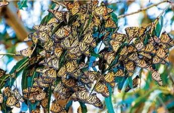  ?? Photo: iStock ?? FLUTTERFUL: A cluster of monarch butterflie­s in a eucalyptus tree during their annual migration to the Pacific Coast community of Pismo Beach, California.