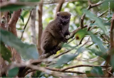  ??  ?? Eastern Grey Bamboo Lemur