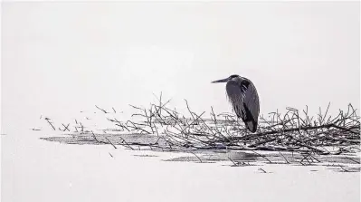  ?? ROBERTO E. ROSALES/JOURNAL ?? A great blue heron perches near a frozen pond close to the Rio Grande in the North Valley on Monday after a cold snap brought frigid temperatur­es and snow to New Mexico.