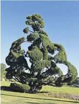  ??  ?? An artistical­ly pruned tree at the Pearl Fryar Garden in Bishopvill­e, South Carolina.