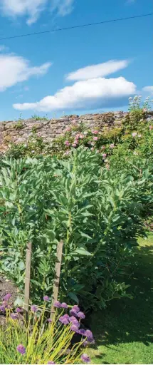  ??  ?? Above right: Bistort standing proud by the pond. Centre right: The original stone arch hides more beautiful surprises. Below right: Rosa Gertrude Jekyll smiling in the sunshine.