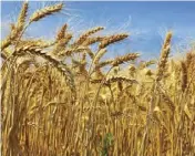  ?? ?? Before agrarian reforms Zimbabwe was ranked among the region’s biggest wheat producers.