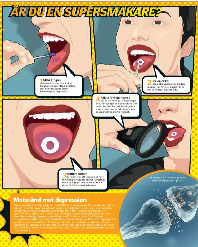  ??  ?? Variatione­r i 5-HTT-genen påverkar serotonins­ignalerna i hjärnan.