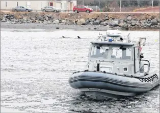  ?? GLEN WHIFFEN/THE TELEGRAM ?? Department of Fisheries and Oceans officers break up surface ice at Heart’s Delight harbour to allow the trapped dolphins as much room as possible to swim.