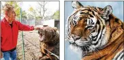  ?? ANDY MORRISON / THE BLADE ANDY MORRISON / THE BLADE ?? Kenny Hetrick pets his Kodiak bear, Kody, at his property, Tiger Ridge Exotics, in 2014. A tiger rests in its enclosure at Tiger Ridge Exotics in Stony Ridge in 2014.