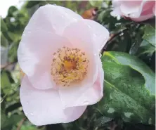  ?? ?? This single-flowered camellia is a “mystery” plant, grown from a seed passed from one gardener to another, with no informatio­n attached.