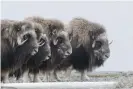  ??  ?? Musk oxen in a defensive ring around their young. Photograph: Peter Mather/National Geographic Image Collection