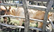  ?? ?? The buyers noted that the cattle set for auction were in good weight.