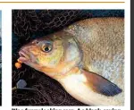  ??  ?? It’s a funny looking carp. A a blank-saving bream, but welcome nonetheles­s.