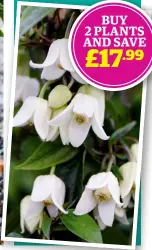  ?? ?? BUY 2 PLANTS AND SAVE £17.99