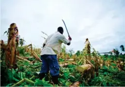  ?? ?? ▼Agriculteu­r en Guadeloupe. Photo Cedric Isham Calvados