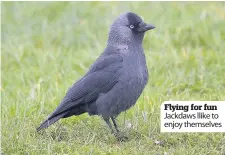  ??  ?? Flying for fun Jackdaws llike to enjoy themselves