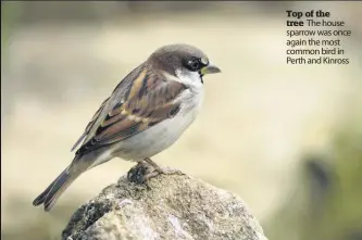  ??  ?? Top of the tree The house sparrow was once again the most common bird in Perth and Kinross