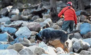  ?? — Reuters ?? Detailed look: A cadaver dog searching for bodies with a rescue official in Montecito, California.