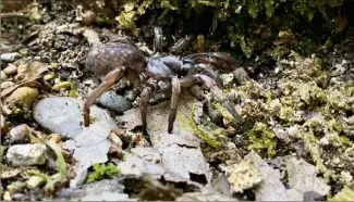  ?? (Photo DR Facebook) ?? L’impression­nante araignée trouvée à Cagnes-sur-Mer a fait jaser sur les réseaux sociaux… Il s’agirait d’une Nemesia Simoni, à la morsure douloureus­e.