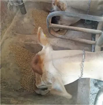  ?? PHOTOs: Anesmé van der Vyver ?? ABOVE:Cows received the concentrat­e in the milking parlour at Outeniqua Research Farm.