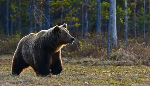 ?? ?? Les ours bruns comme celui-ci sont fréquents en Slovaquie.