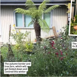  ??  ?? The autumn border and tree fern, which will get folded down and covered this winter