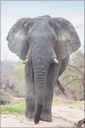  ?? TNS ?? An elephant in Zambia.