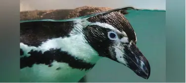  ?? WAM ?? ↑
Al Ain Zoo is set to launch the first ever outdoor beach for penguins in the region, consisting of an outdoor area, pool and beach.