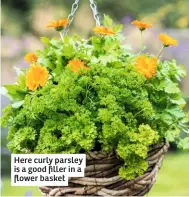  ??  ?? Here curly parsley is a good filler in a flower basket