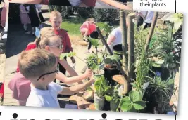  ??  ?? Cowie Primary School pupils, left, looking pleased with their efforts, and, below, they tend their plants