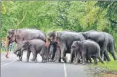  ?? REUTERS FILE ?? The two countries also decided to discourage electric fencing in areas which fall in routes taken by elephants.