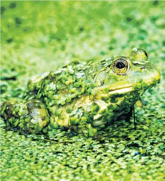  ??  ?? Nicht der Grasfrosch ist grün, sondern der Wasserfros­ch. Letzterer übernimmt die Basspartie­n im Froschkonz­ert, das ein Nationalpa­rkRanger jährlich in Mecklenbur­gVorpommer­n organisier­t.