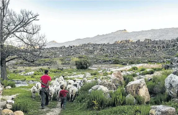  ?? GALLO/GETTY ?? THE ‘ROOI’ CARPET: A typical landscape outside Clanwillia­m in the Cederberg Mountains. The region is the heart of rooibos country, where several operators now offer tour attraction­s linked to the country’s favourite tea