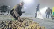  ?? HT ?? A passerby collecting the potatoes thrown on road.