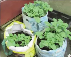  ?? ?? Solanum tuberosum common name Irish potatoes plants growing in bags.