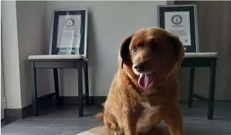  ?? ?? Bobi avec son certificat de record du monde Guinness du chien le plus âgé.