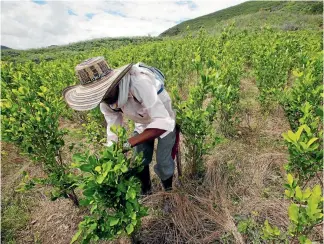  ?? REUTERS ?? A United Nations report says the amount of land where coca is grown in Colombia has increased by more than 50 per cent. but production is becoming concentrat­ed in a few lawless areas.