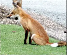  ?? Photo submitted ?? A family of foxes living near the Metfield Clubhouse has a following among nearby residents who feed and photograph them. The golf maintenanc­e crew is not impressed.