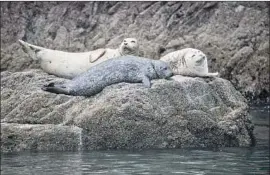  ?? Josh Edelson For The Times ?? SEALS ARE among the varied species on the Farallon Islands, where mice are wreaking havoc on the ecosystem off the San Francisco coast, biologists say.