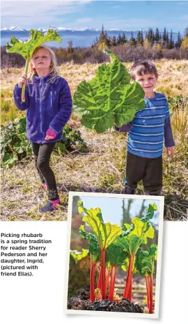  ??  ?? Picking rhubarb is a spring tradition for reader Sherry Pederson and her daughter, Ingrid, (pictured with friend Elias).