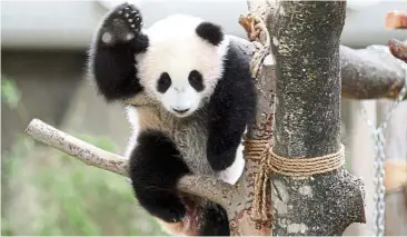  ??  ?? Popular cub: Nuan Nuan playing inside the panda enclosure. — KAMArUl AriFFiN