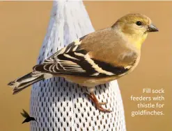  ??  ?? Fill sock feeders with thistle for goldfinche­s.