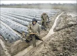  ?? ?? FARMWORKER­S dig a drainage ditch to keep f loodwater from covering strawberry plants as the Salinas River overf lows its banks Friday in Monterey County.