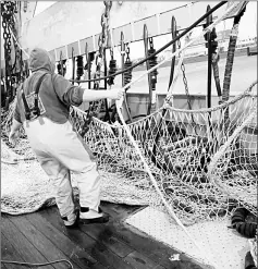  ??  ?? A fisherman on the Dutch fishing boat TX-38 Branding IV prepares the electric pulse fishing nets during departure from the harbour of Den Helder. — AFP photo