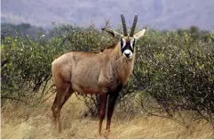  ??  ?? ABOVE LEFT: A unicorn, with its single horn. ABOVE RIGHT: could the mysterious Atheneum creature have been a freak roan antelope with one horn?