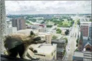  ?? EVAN FROST — MINNESOTA PUBLIC RADIO VIA AP ?? A raccoon stretches itself on the window sill Tuesday of the Paige Donnelly Law Firm on the 23rd floor of the UBS Tower in St. Paul, Minn. The raccoon stranded on the ledge of the building in St. Paul captivated onlookers and generated interest on social media after it started scaling the office building.